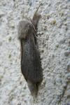 Phragmataecia castaneae