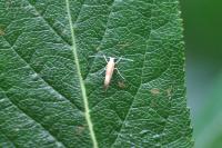 Argyresthia pruniella
