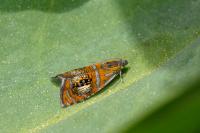 Olethreutes arcuella