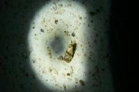 Phalonidia contractana