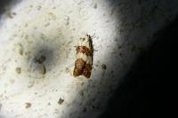Phtheochroa fulvicinctana