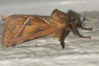 Triodia sylvina