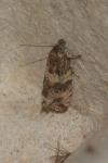 Celypha cespitana