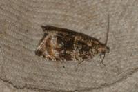 Celypha lacunana
