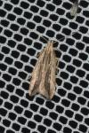 Monochroa palustrellus