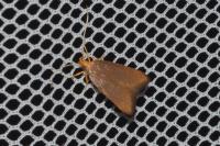 Eurodachtha pallicornella