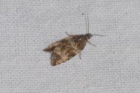 Celypha cespitana
