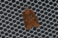 Acleris hastiana