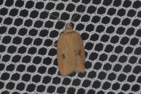 Acleris lorquiniana