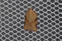 Clepsis spectrana