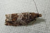 Ancylis achatana