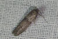 Blastobasis phycidella