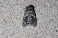 Cossus cossus