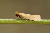 Myrmecozela ochraceella