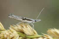 Ypsolopha divisella