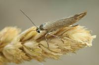 Scythris inertella