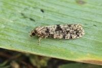 Morophaga morella