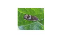 Grapholita jungiella