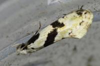 Nemapogon clematellus