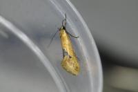 Batia lambdella