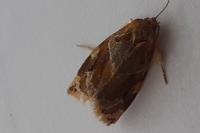 Archips xylosteana