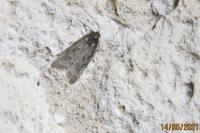 Cnephasia