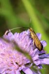 Nemophora metallica