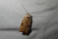 Agonopterix nervosa