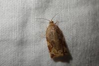 Archips xylosteana