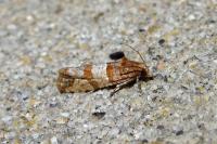 Lobesia indusiana/limoniana