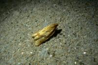 Clepsis pallidana