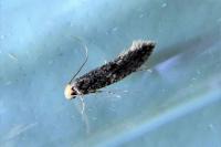 Monopis laevigella