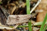Celypha striana