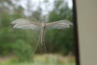 Pterophorus pentadactylus
