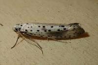 Yponomeuta irrorella