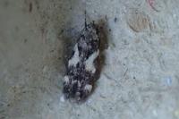 Teleiodes luculella