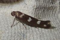 Scythris scopolella