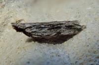 Anarsia innoxiella
