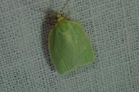 Tortrix viridana