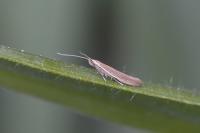Coleophora alticolella