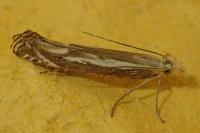 Isophrictis lineatella