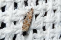 Rhyacionia pinivorana