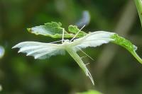 Pterophorus pentadactylus