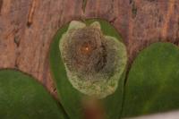 Leucoptera lotella