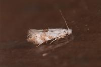 Bucculatrix frangutella