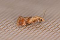 Cochylidia rupicola