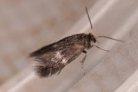 Ectoedemia
