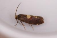 Incurvaria oehlmanniella