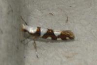 Argyresthia brockeella