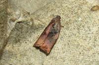 Archips podana